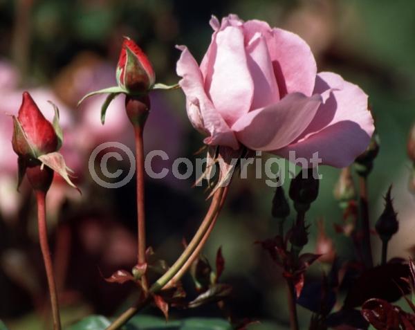 Lavender blooms; Deciduous; Broadleaf