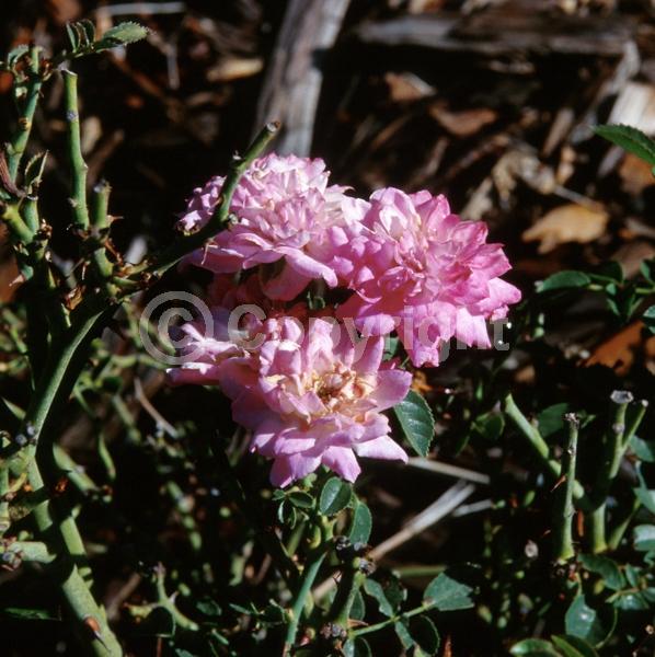 Pink blooms; Deciduous; Broadleaf