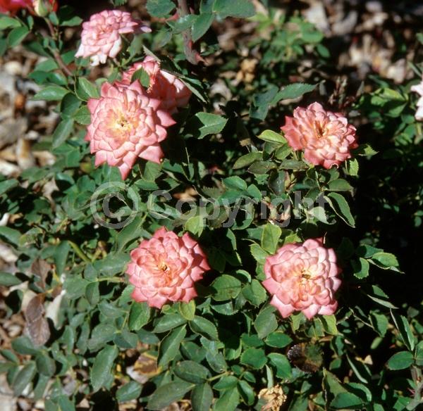 Pink blooms; Deciduous; Broadleaf