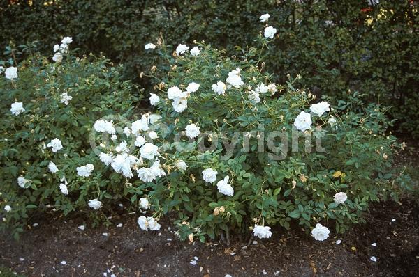 White blooms; Deciduous; Broadleaf