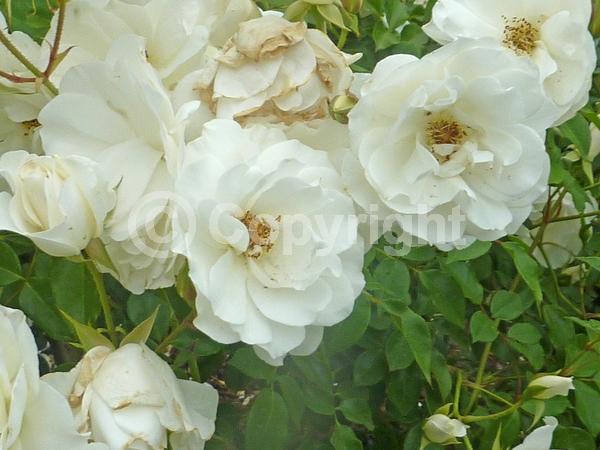 White blooms; Deciduous; Broadleaf