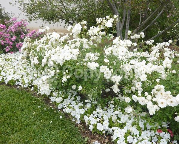 White blooms; Deciduous; Broadleaf