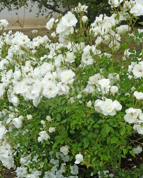 White blooms; Deciduous; Broadleaf