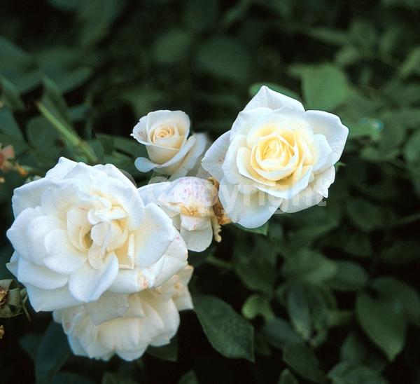 White blooms; Deciduous; Broadleaf