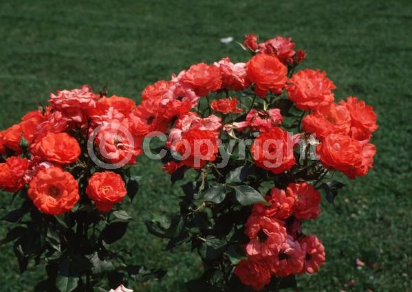 Orange blooms; Deciduous; Broadleaf