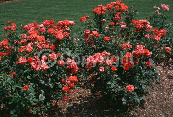 Orange blooms; Deciduous; Broadleaf