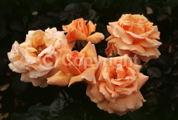 Orange blooms; Salmon blooms; Deciduous; Broadleaf