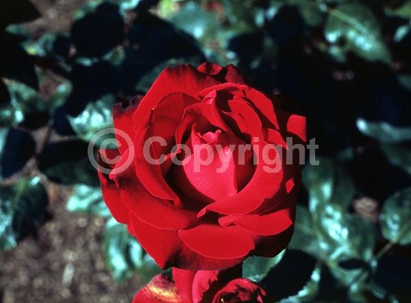 Red blooms; Deciduous; Broadleaf