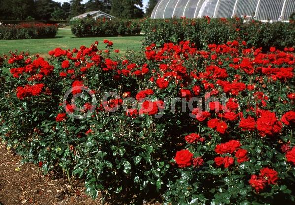 Red blooms; Deciduous; Broadleaf