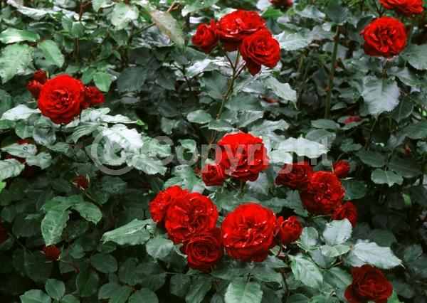 Red blooms; Deciduous; Broadleaf