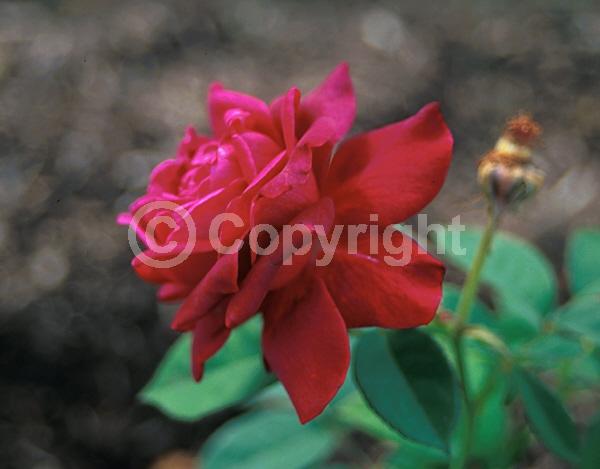 Red blooms; Deciduous; Broadleaf