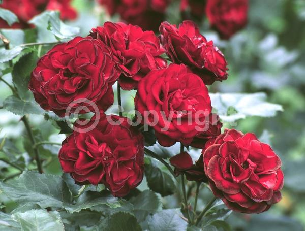 Red blooms; Deciduous; Broadleaf