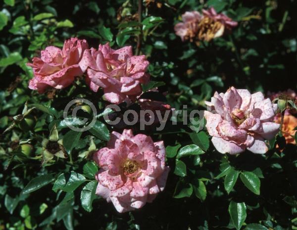 Pink blooms; Deciduous; Broadleaf