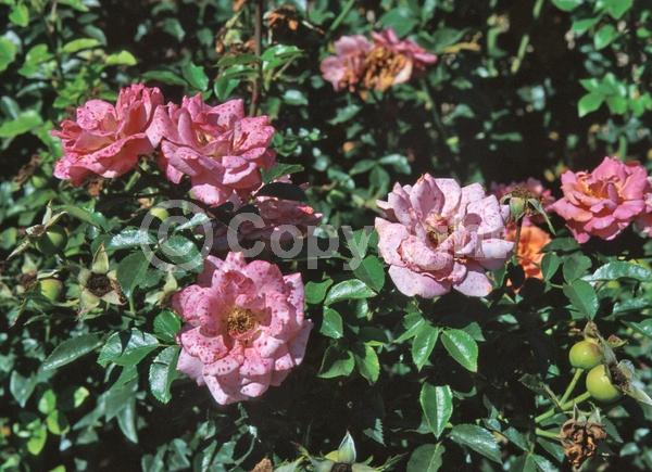 Pink blooms; Deciduous; Broadleaf