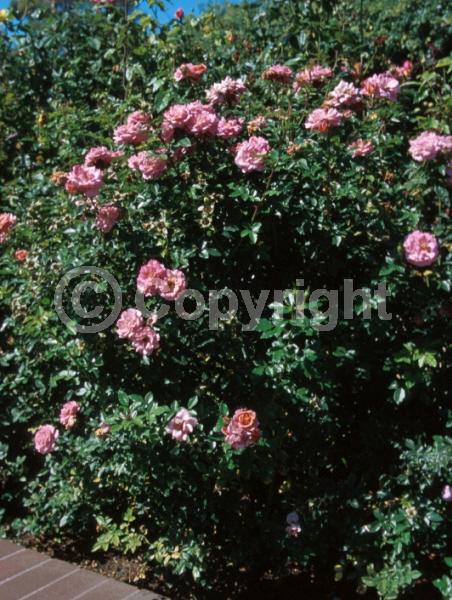 Pink blooms; Deciduous; Broadleaf