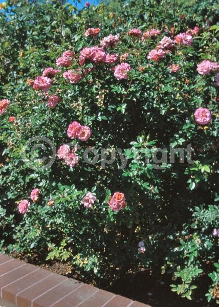 Pink blooms; Deciduous; Broadleaf