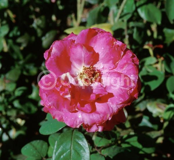 Red blooms; Pink blooms; Deciduous; Broadleaf