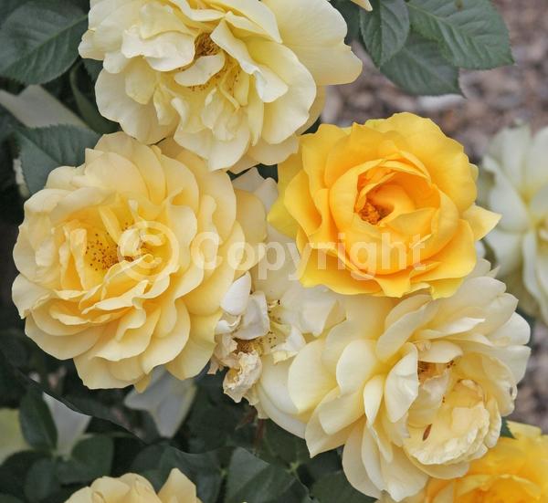 Yellow blooms; Deciduous