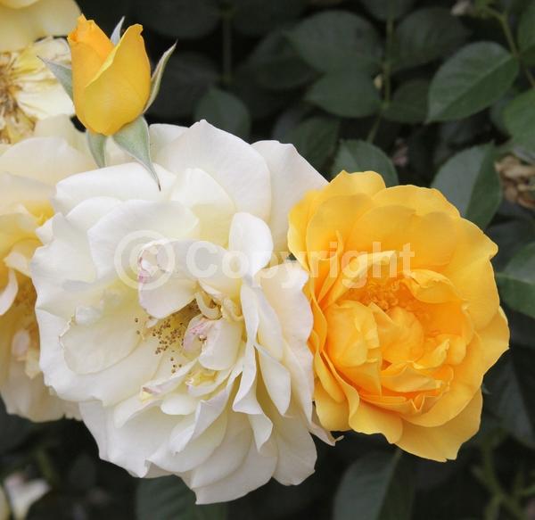 Yellow blooms; Deciduous