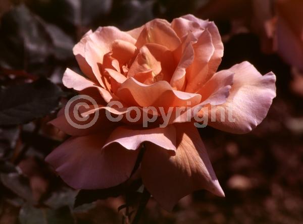 Orange blooms; Lavender blooms; Deciduous; Broadleaf