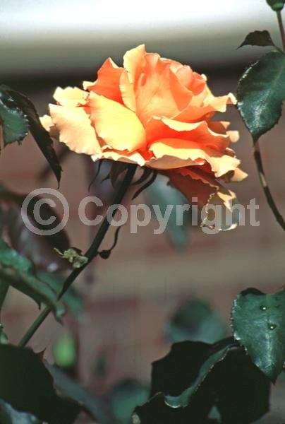 Orange blooms; Deciduous; Broadleaf
