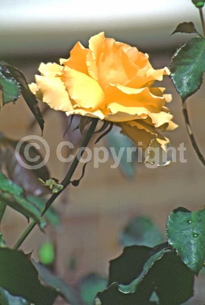 Orange blooms; Deciduous; Broadleaf