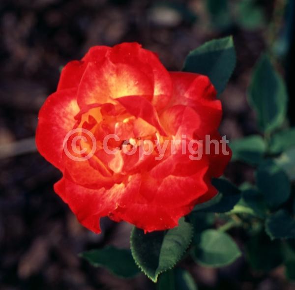 Orange blooms; Deciduous; Broadleaf