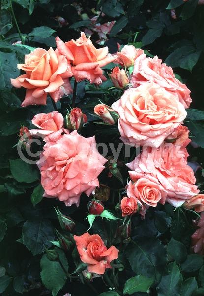 Orange blooms; Salmon blooms; Deciduous; Broadleaf