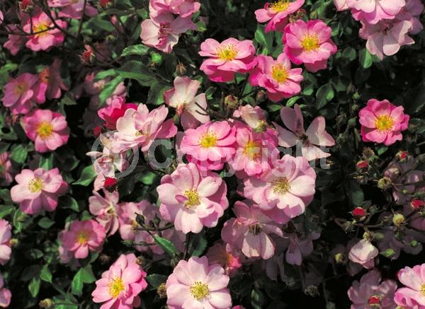 Pink blooms; Deciduous; Broadleaf