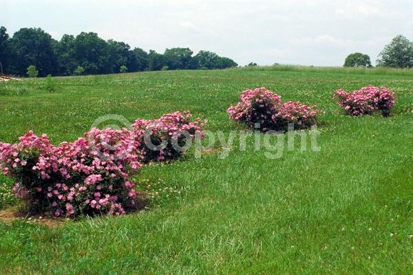 Pink blooms; Deciduous; Broadleaf
