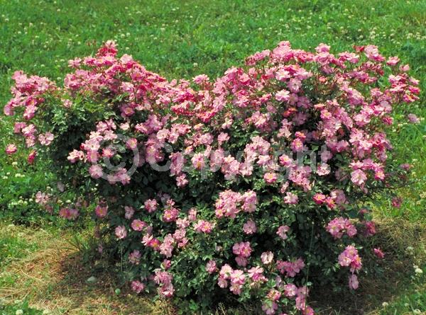 Pink blooms; Deciduous; Broadleaf