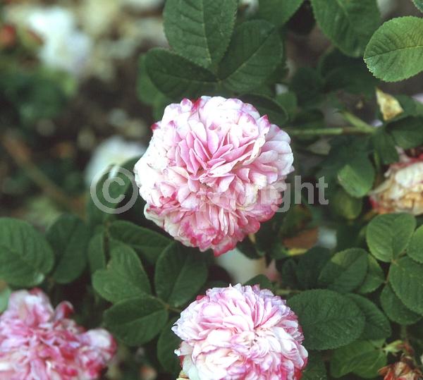 White blooms; Deciduous; Broadleaf