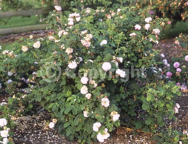 White blooms; Deciduous; Broadleaf