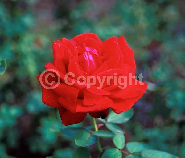 Red blooms; Deciduous; Broadleaf