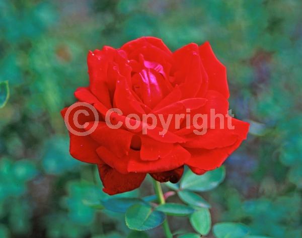 Red blooms; Deciduous; Broadleaf