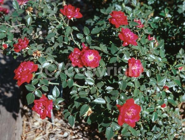 Red blooms; Deciduous; Broadleaf