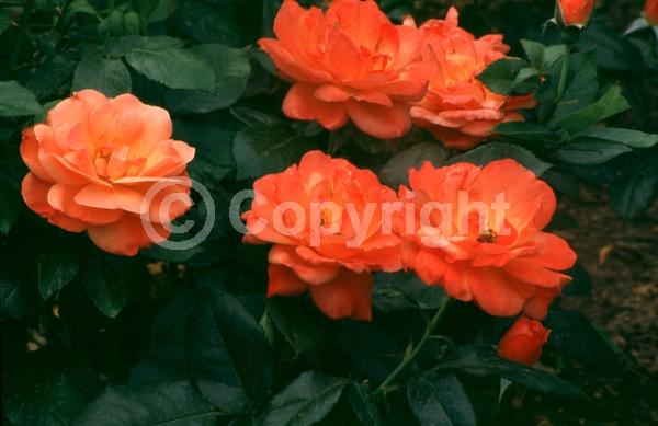 Orange blooms; Deciduous; Broadleaf