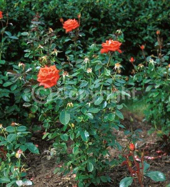 Orange blooms; Deciduous; Broadleaf