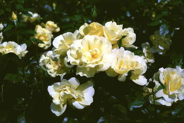 Yellow blooms; Deciduous; Broadleaf