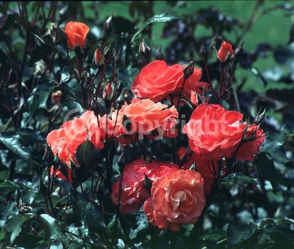 Red blooms; Orange blooms; Deciduous; Broadleaf
