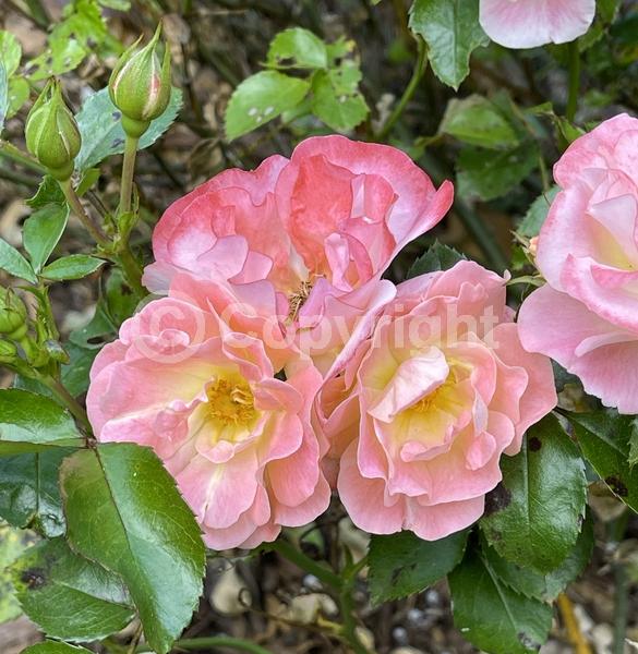 Pink blooms; Deciduous; Broadleaf