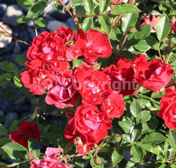 Red blooms; Orange blooms; Yellow blooms; Purple blooms; White blooms; Pink blooms; Deciduous; Broadleaf