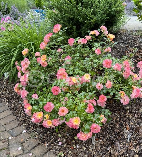 Pink blooms; Deciduous; Broadleaf