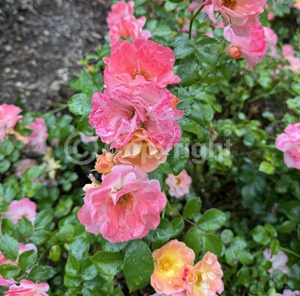 Pink blooms; Deciduous; Broadleaf