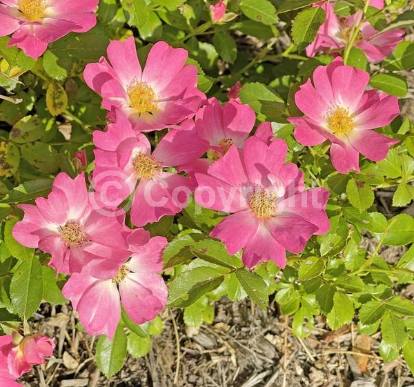 Red blooms; Orange blooms; Yellow blooms; Purple blooms; White blooms; Pink blooms; Deciduous; Broadleaf