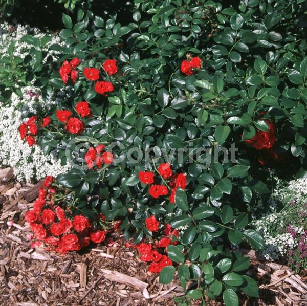 Red blooms; Deciduous; Broadleaf