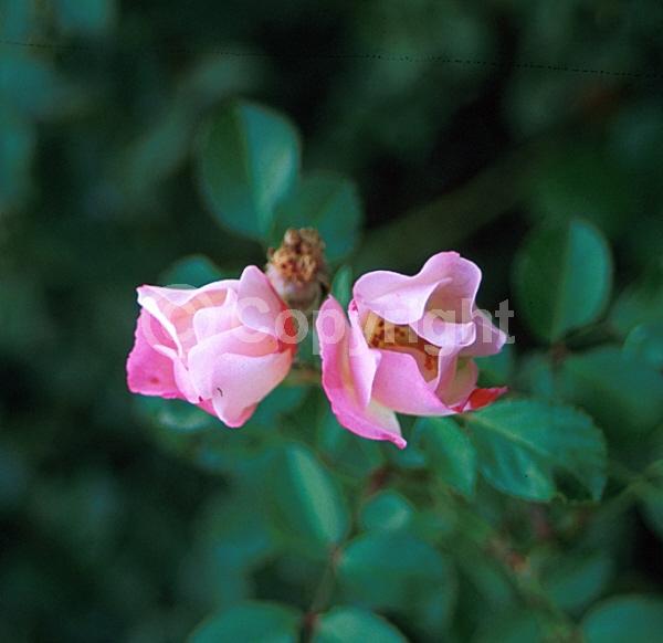 Pink blooms; Semi-evergreen; Deciduous