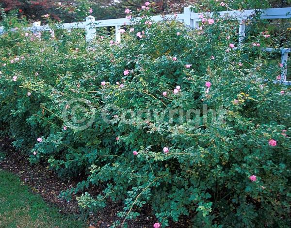 Pink blooms; Semi-evergreen; Deciduous