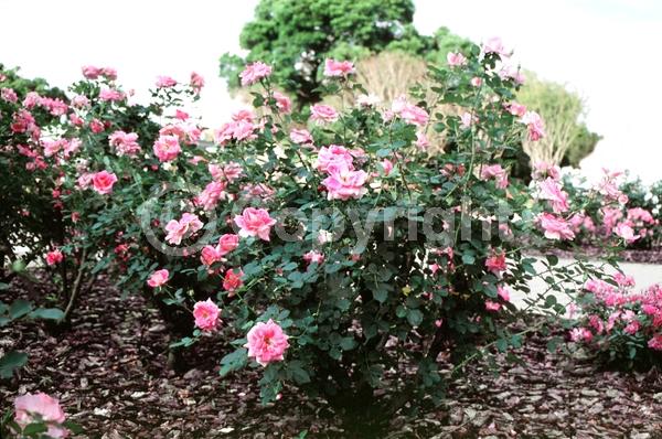 Pink blooms; Deciduous; Broadleaf