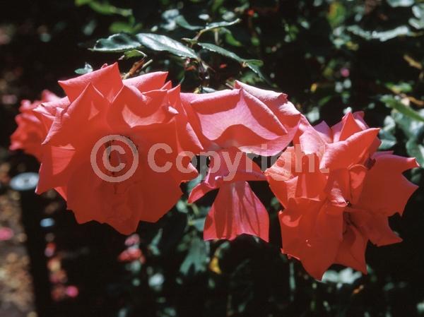 Pink blooms; Salmon blooms; Deciduous; Broadleaf
